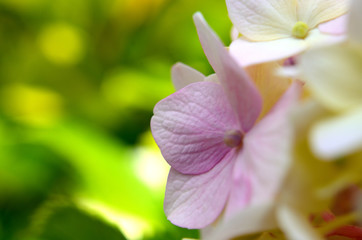 Obraz premium 紫陽花