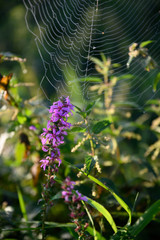 wild plants in autumn