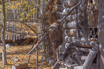 Dugout (or dug-out, pit-house, earth lodge, cellar dug) from logs in autumn forest. Traditional...