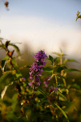 wild plants in autumn