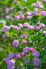 Rose flower, seven sister flower close-up, blooming outdoors in spring after the rain，Rosa multiflora Thunb. var. carnea Thory 