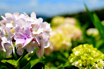 紫陽花