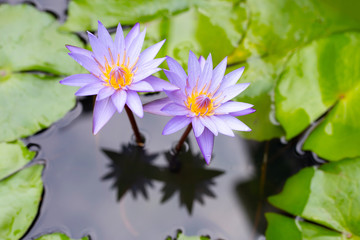 Purple water lilies, Violet lotus blooming in the pond.