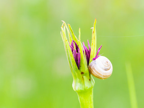 Flor barba cabruna y caracol