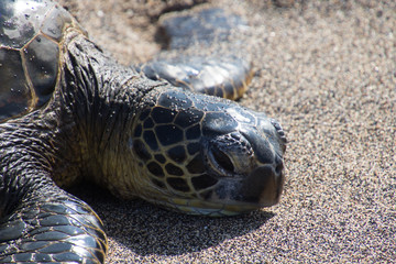Sea turtles on the beach