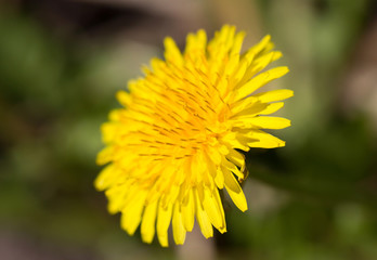 Common dandelion Taraxacum officinale on dark background