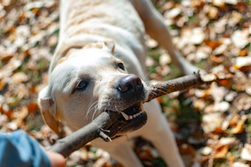 dog trying to pry a stick out of his hand