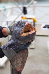 Norway sea caught Fish Norway North Scandinavia