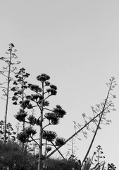 Agave trees on hills of Athens, Greece