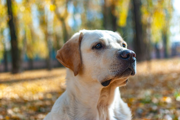 Labrador Retriever is watching intently on the background of yellowed trees