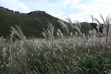 曽爾高原のすすき