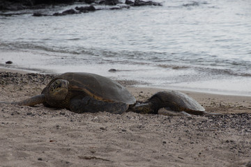 Sea turtles on the beach