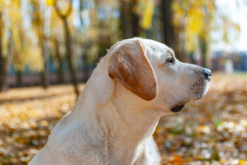 Labrador Retriever calmly looks at the autumn background