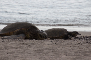 Sea turtles on the beach