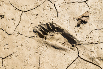 Traces of a man in the mud close-up