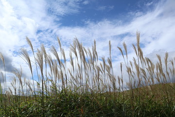 曽爾高原のすすき