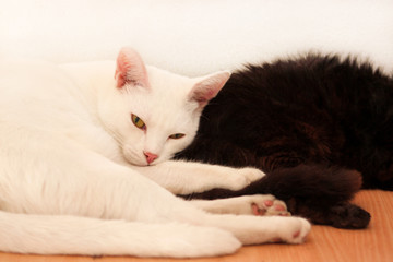 Black and white cats rest and sleep in living room of apartment. Two dear sweet female cats enjoy at home on wooden cabinet in comfortably furniture, asleep and feeling happy in morning. Pet concept.