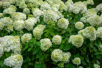 Flowering shrubs Hydrangea paniculata