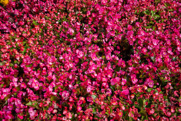 Flower bed of luxuriously flowering  balsam