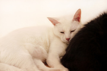 Fototapeta na wymiar Black and white cats rest and sleep in living room of apartment. Two dear sweet female cats enjoy at home on wooden cabinet in comfortably furniture, asleep and feeling happy in morning. Pet concept.