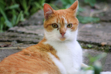Portrait of cute and sweet domestic multicolored playful cat enjoying in fun and game, resting in beautiful garden on nice day and nature environment with green vegetation. Happy cat and life of pet.
