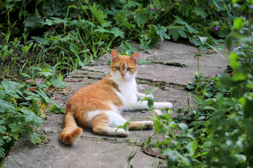 Fototapeta premium Portrait of cute and sweet domestic multicolored playful cat enjoying in fun and game, resting in beautiful garden on nice day and nature environment with green vegetation. Happy cat and life of pet.