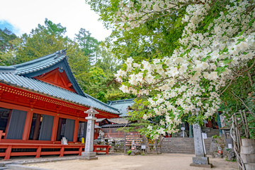 Fototapeta premium 日光二荒山神社 中宮祠 境内のシロヤシオ