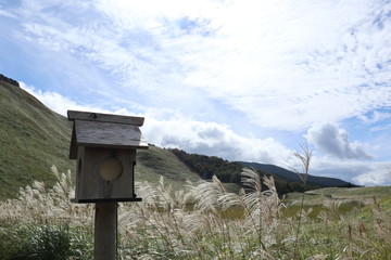 曽爾高原のすすき