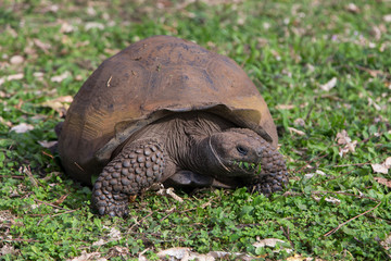 Naklejka na ściany i meble Galapagos giant tortoise with muddy domed shell seen crawling with mouth full of vegetation, Santa Cruz, Galapagos, Ecuador