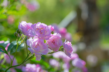 Rose flower, seven sister flower close-up, blooming outdoors in spring after the rain，Rosa multiflora Thunb. var. carnea Thory 