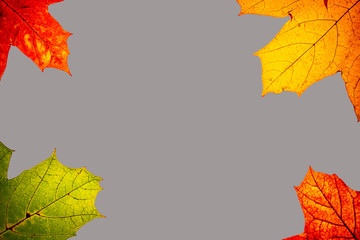 bunte Ahornblätter in den Ecken vor einfarbigen Hintergrund