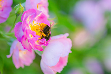 Rose flower, seven sister flower close-up, blooming outdoors in spring after the rain，Rosa multiflora Thunb. var. carnea Thory 