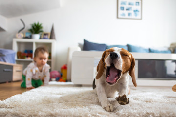 Adorable beagle dog on carpet yawing. Baby on all fours in background.