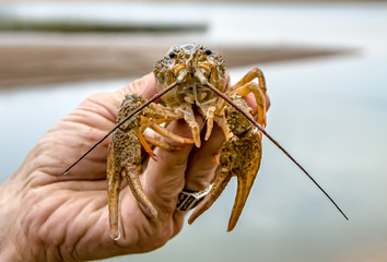 Live crayfish in the hand close-up