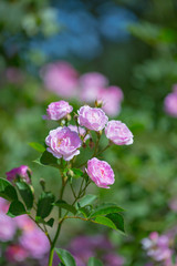 Rose flower, seven sister flower close-up, blooming outdoors in spring after the rain，Rosa multiflora Thunb. var. carnea Thory 