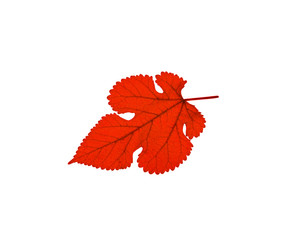 Carved red plant leaf on a white background close-up