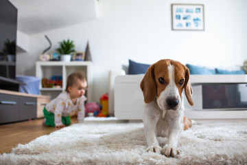 Adorable beagle dog on carpet. Baby on all fours in background.
