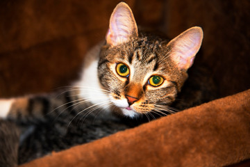 When they sleep the cats all look good and calm instead.