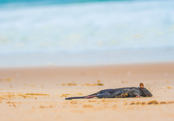 dead rat on the beach