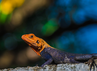 lizard on a rock