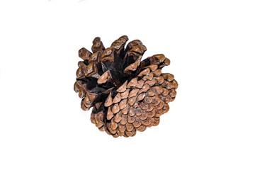 Dry pine cone on a white background
