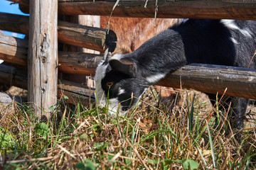 Portrait of a cute goat. Animal eats grass through the fence. Black and white goat with small horns. Pasture area at the farm.
