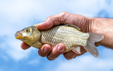 Crucian fish in the hand of a fisherman against the sky