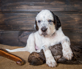 english setter puppy dog with knife and duck