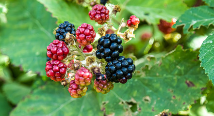 Berries of wild blackberry in nature close-up
