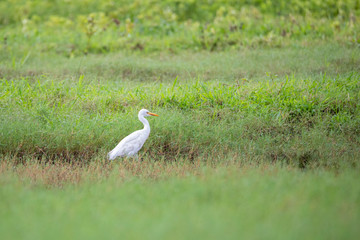 Plumed Egret Ardea Plumilera cinerea standing in a meadow. Looking for food in tall grass. The cattle heron is a long legged predatory wading bird of the heron family Ardeidae