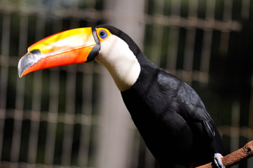 Tucano