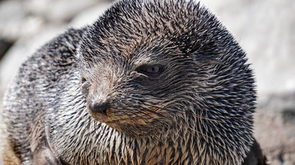 New Zealand Fur Seal of the Point Kean Colony in Kaikoura.