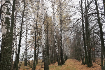 Fototapeta premium autumn birch grove in the fog