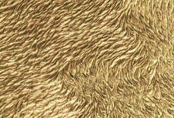 Skin of a bear as a background close-up